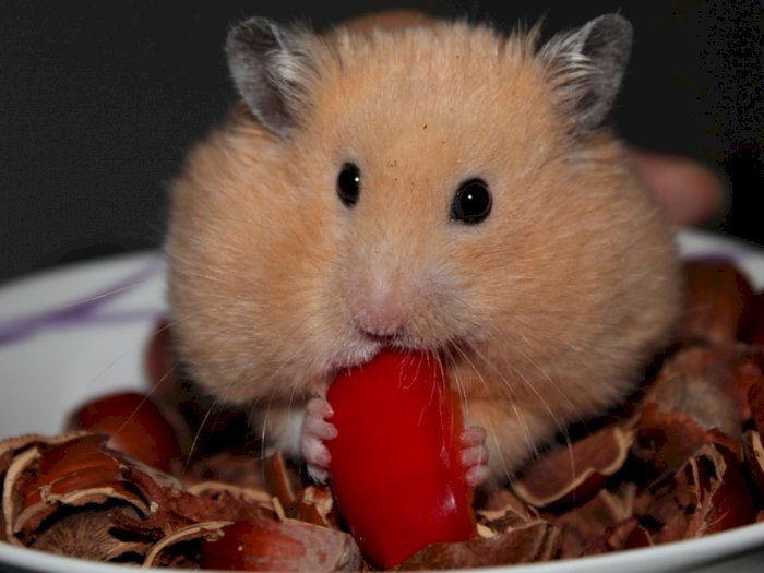 Pipi Gembul Hamster Ternyata Jadi Tempat Cadangan Makanan