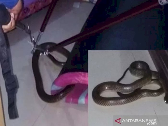 Ular Kobra Sepanjang 1,5 Meter Masuk ke Kamar Warga di Sampit