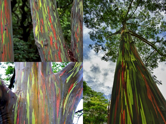 Pohon Tinggi Ini Memiliki Batang Berwarna Pelangi | Indozone.id