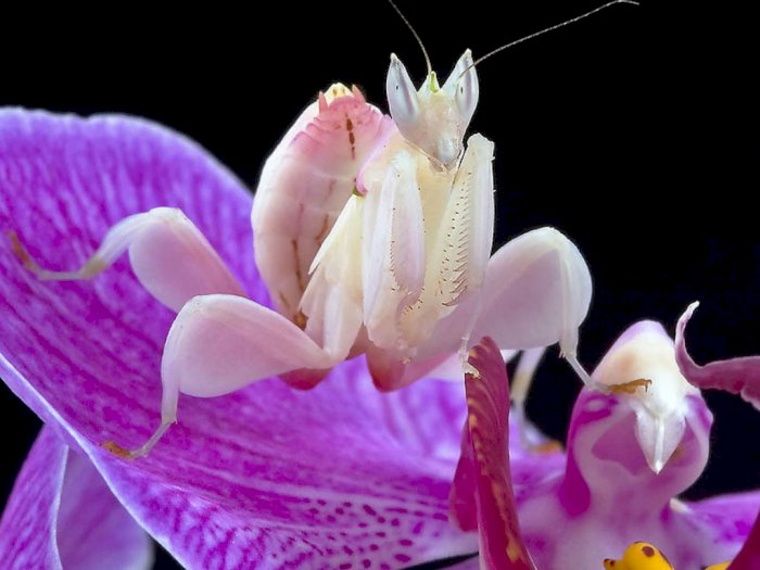 Orchid Mantis, Belalang yang Cantiknya Menyerupai Bunga Anggrek