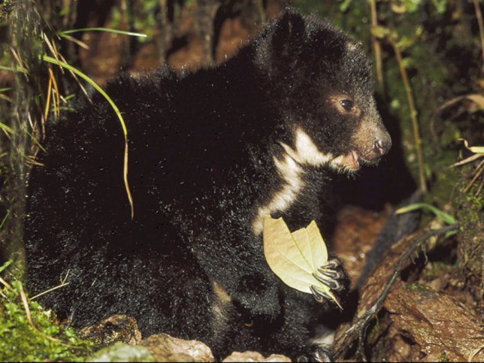 Kanguru Pohon, Hewan Endemik Papua yang Hampir Punah