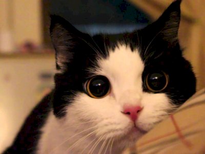 Fakta Dibalik Kucing yang Menggoyangkan Pantatnya Sebelum Menerkam