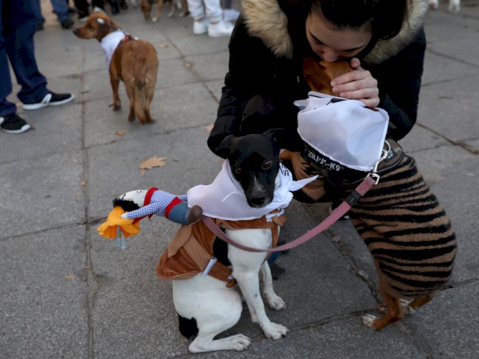 FOTO: Ratusan Anjing Turun ke Jalan Promosikan Sadar Adobsi Hewan