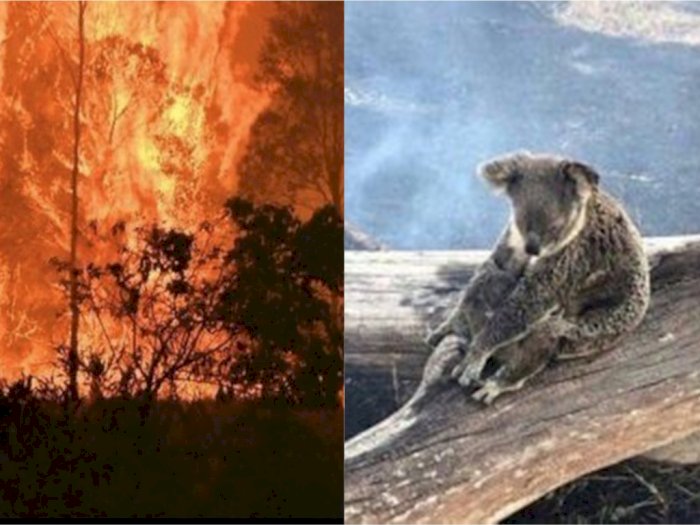 Setengah Miliar Hewan Mati Akibat Kebakaran Hutan Dahsyat di Australia