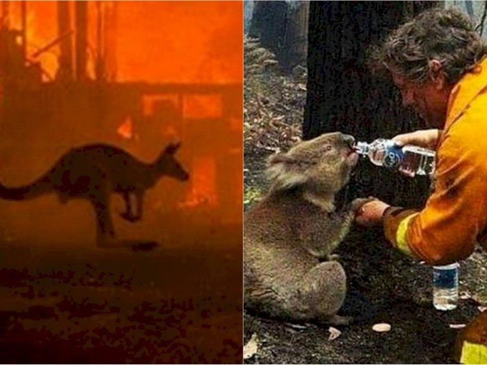7 Potret Pilu Kanguru dan Koala yang Jadi Korban Kebakaran Australia