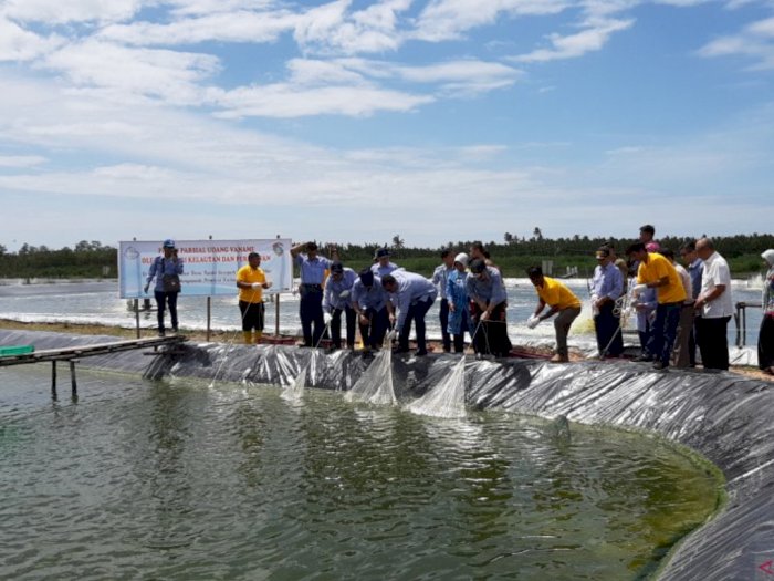 Menteri Edhy Bersama Nelayan Panen Udang Vaname di Mempawah
