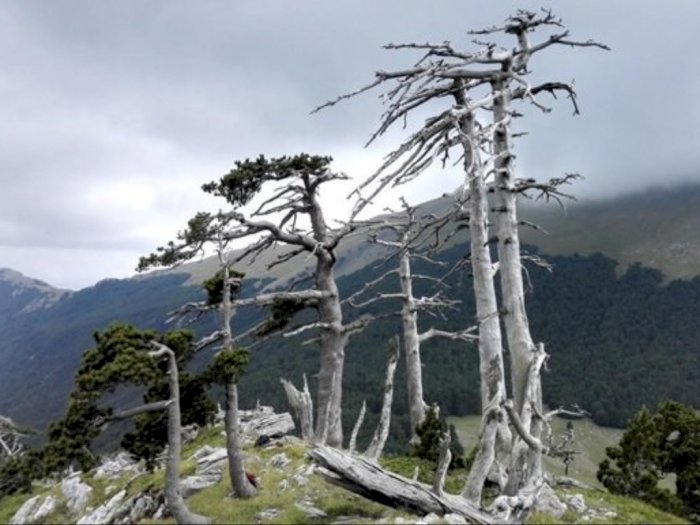 Pohon Tertua di Eropa Ini Telah Berusia 1230 Tahun