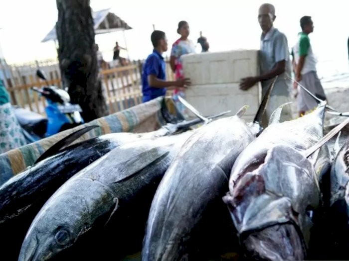  Ekspor Ikan Tuna dari Gorontalo Meningkat 173 Persen