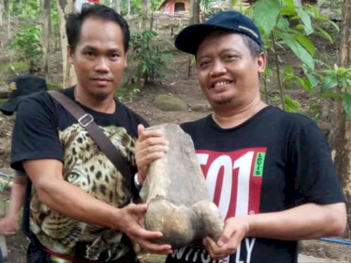 Warga Temukan Fosil Gajah Purba di Indramayu