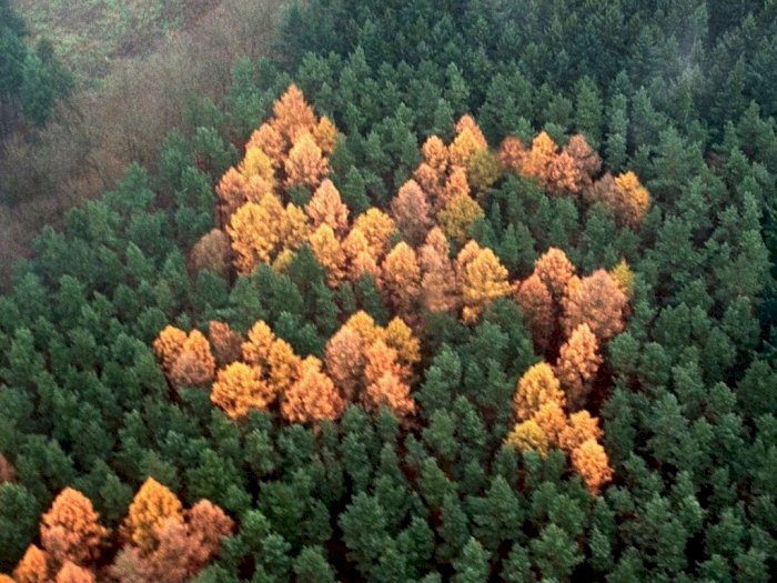 Pepohonan Larch Berlambang Swastika sebagai Hadiah pada Hitler