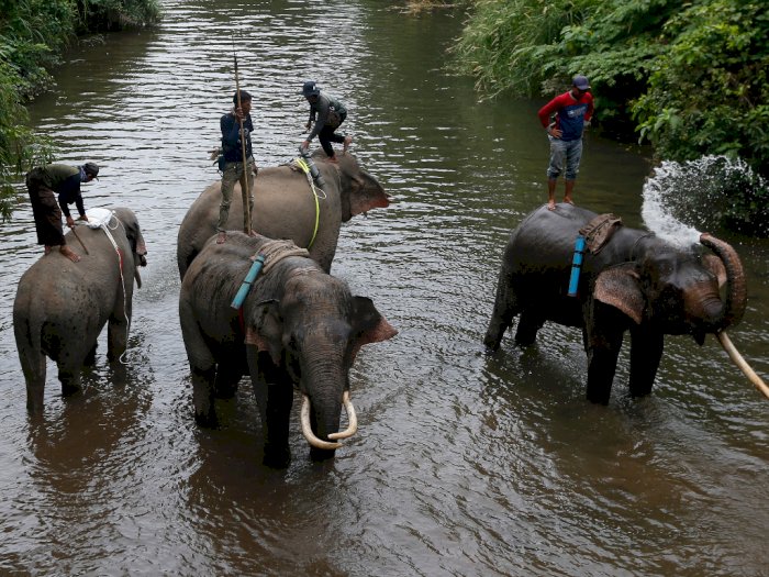 BKSDA Sebut Populasi Gajah di Aceh Semakin Menurun