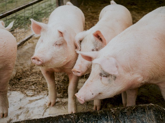 Meski Ada Virus, Pemprov Sumut Tak Akan Musnahkan Babi