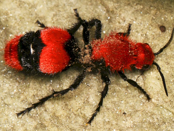 Semut Leludru Merah, Spesies Tawon dengan Sengat Berbahaya