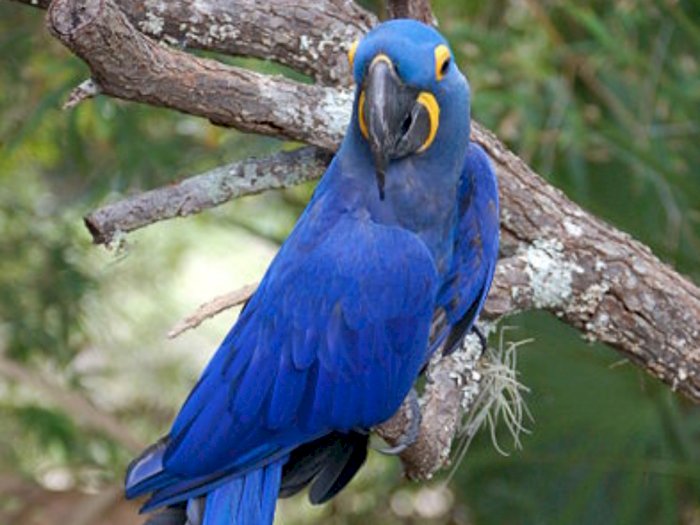 Macaw Spix Biru, Tokoh Animasi Rio yang Telah Punah di Alam Liar