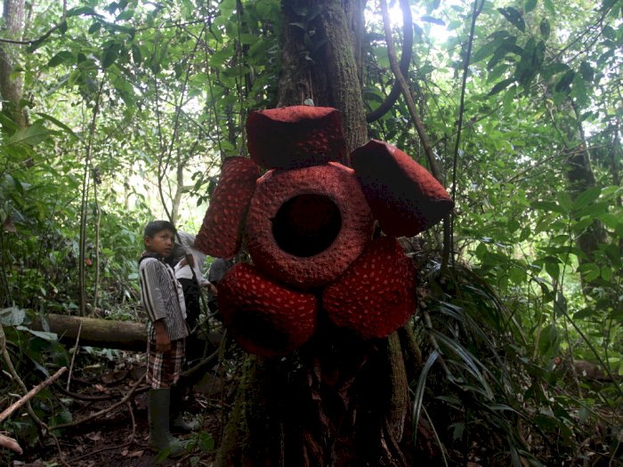 Turis Luar Negeri Terpikat Bunga Rafflesia yang Mekar di Pohon