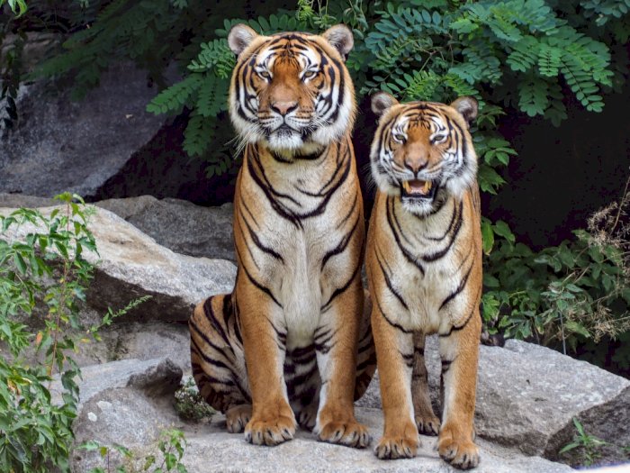 Sebuah Kebun Binatang Latih Harimau dengan Cara Pakai Parfum