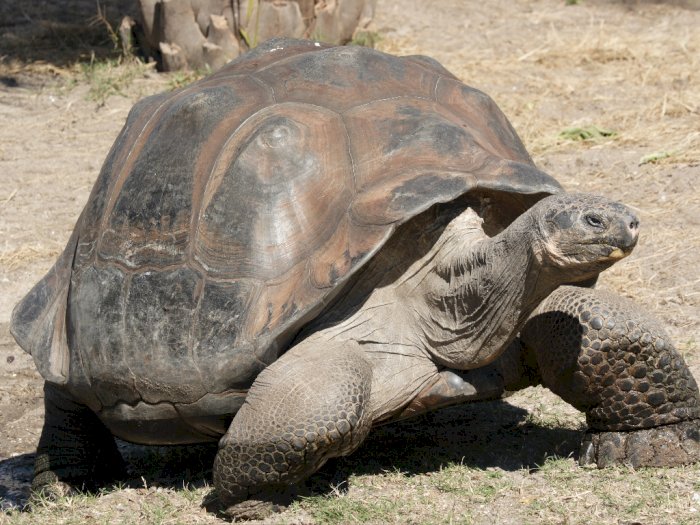 Spesies Kura-kura Raksasa yang Telah Punah Ditemukan di Galapagos