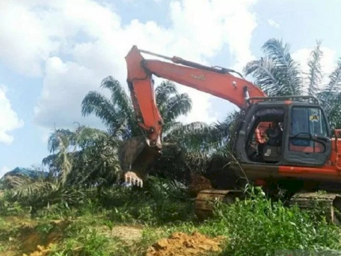 Akibat 1,4 juta Hektare Sawit Ilegal, Riau Kehilangan Rp107 Triliun