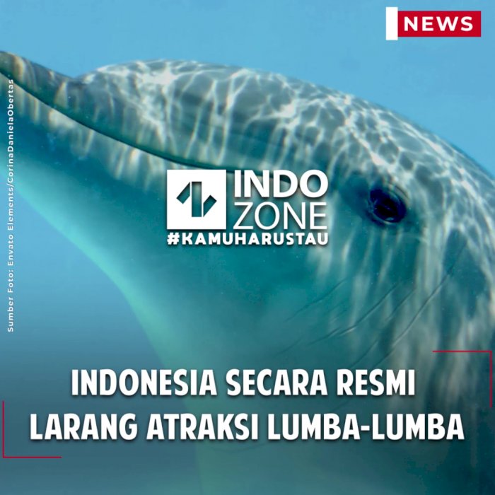 Indonesia Secara Resmi Larang Atraksi Lumba-lumba