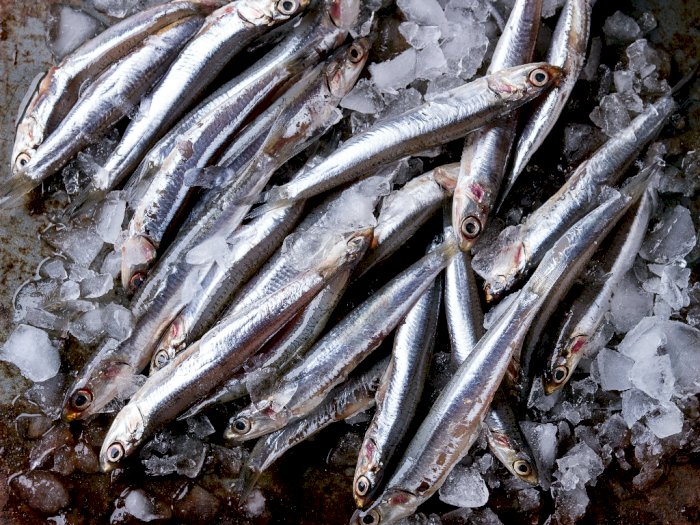 Benarkah Ikan Teri Mencegah Anemia?