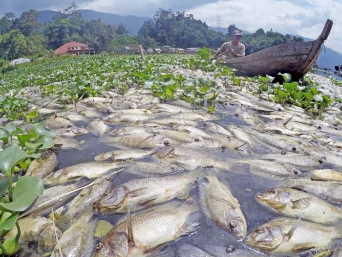 FOTO: Duh! Puluhan Ton Ikan Mati di Danau Maninjau
