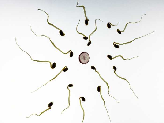 Ternyata Sperma Dapat Bertahan Hidup Hingga  Puluhan Tahun