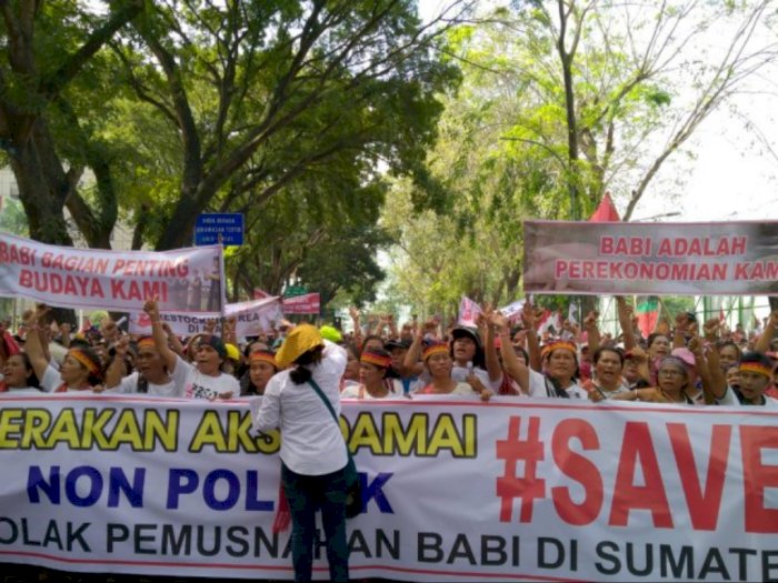 Tagar #SaveBabi Menggema di Aksi Unjuk Rasa di Depan Kantor DPRD Sumut
