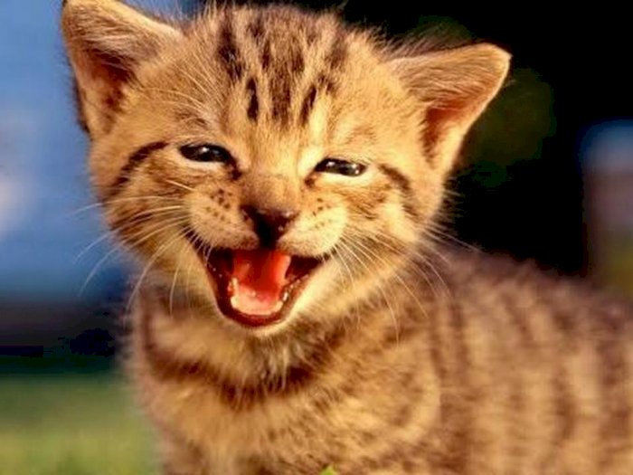 Menggemaskan! Begini Ekspresi Lucu Kucing Ketika Tersenyum dan Tertawa