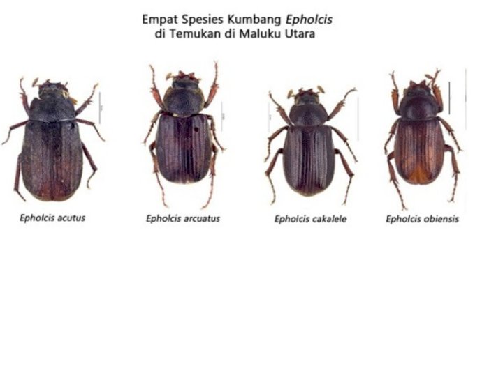 LIPI Temukan Empat Spesies Baru Kumbang di Maluku