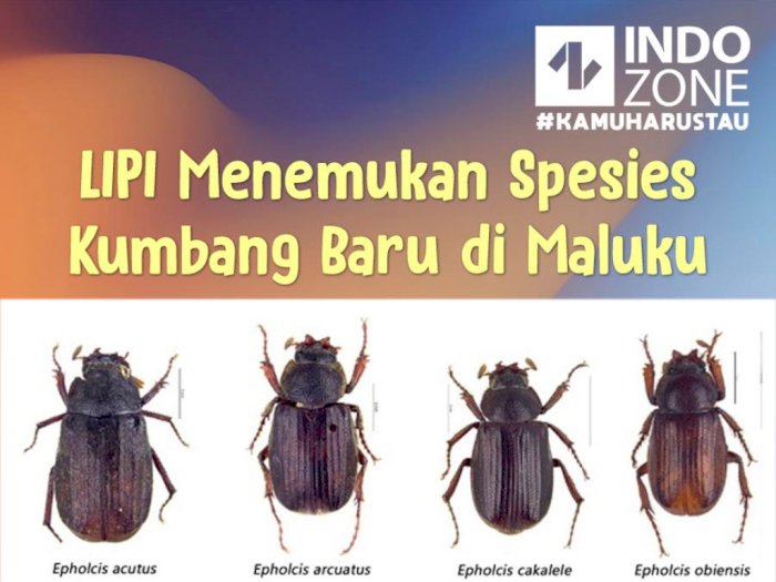 LIPI Menemukan Spesies Kumbang Baru di Maluku