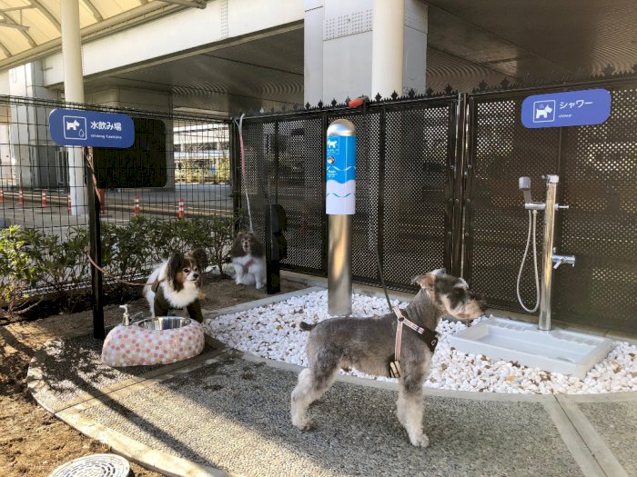 Mulai Hari Ini, Bandara di Jepang Sediakan Toilet Khusus Anjing