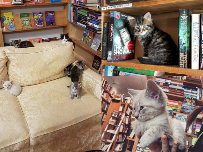 Lucu! Toko Buku Ini Dipenuhi Anak-Anak Kucing yang Dapat Diadopsi