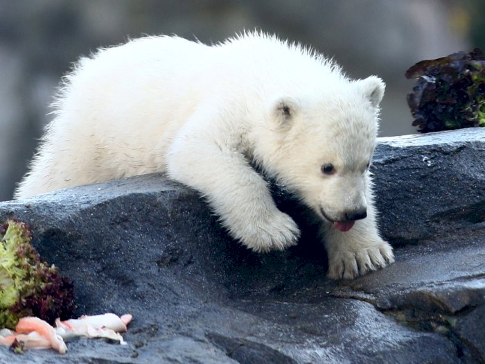 FOTO: Lucunya Bayi Beruang Kutub di Kebun Binatang Austria