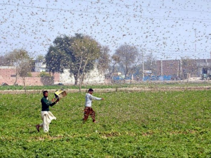 FOTO: Jutaan Belalang Serbu Lahan Pertanian di Pakistan