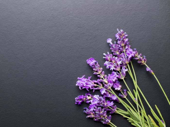 Tak Hanya untuk Aromaterapi, Lavender Juga Bermanfaat Buat Kecantikan