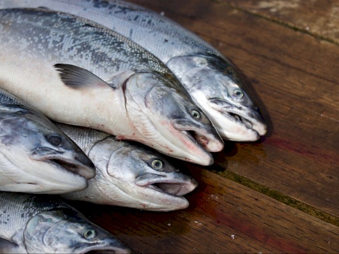 62 Mengapa Ikan Laut Mati Dalam Air Tawar Gratis Terbaik