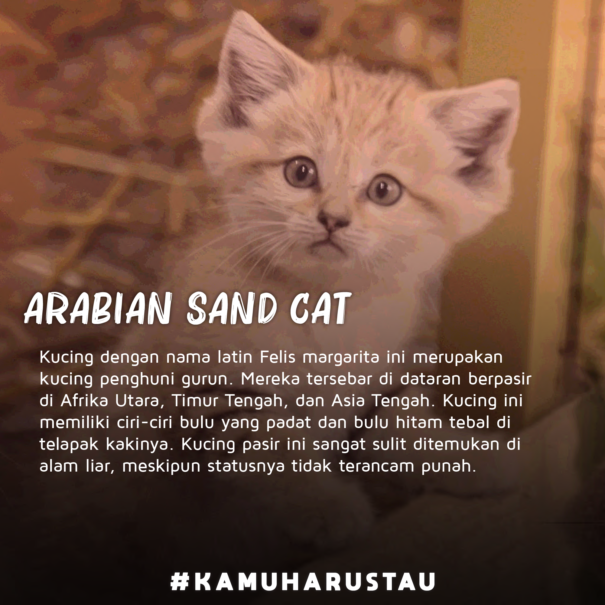 Kucing Liar yang Gak Kalah Lucu dari Kucing Rumahan  Indozone.id