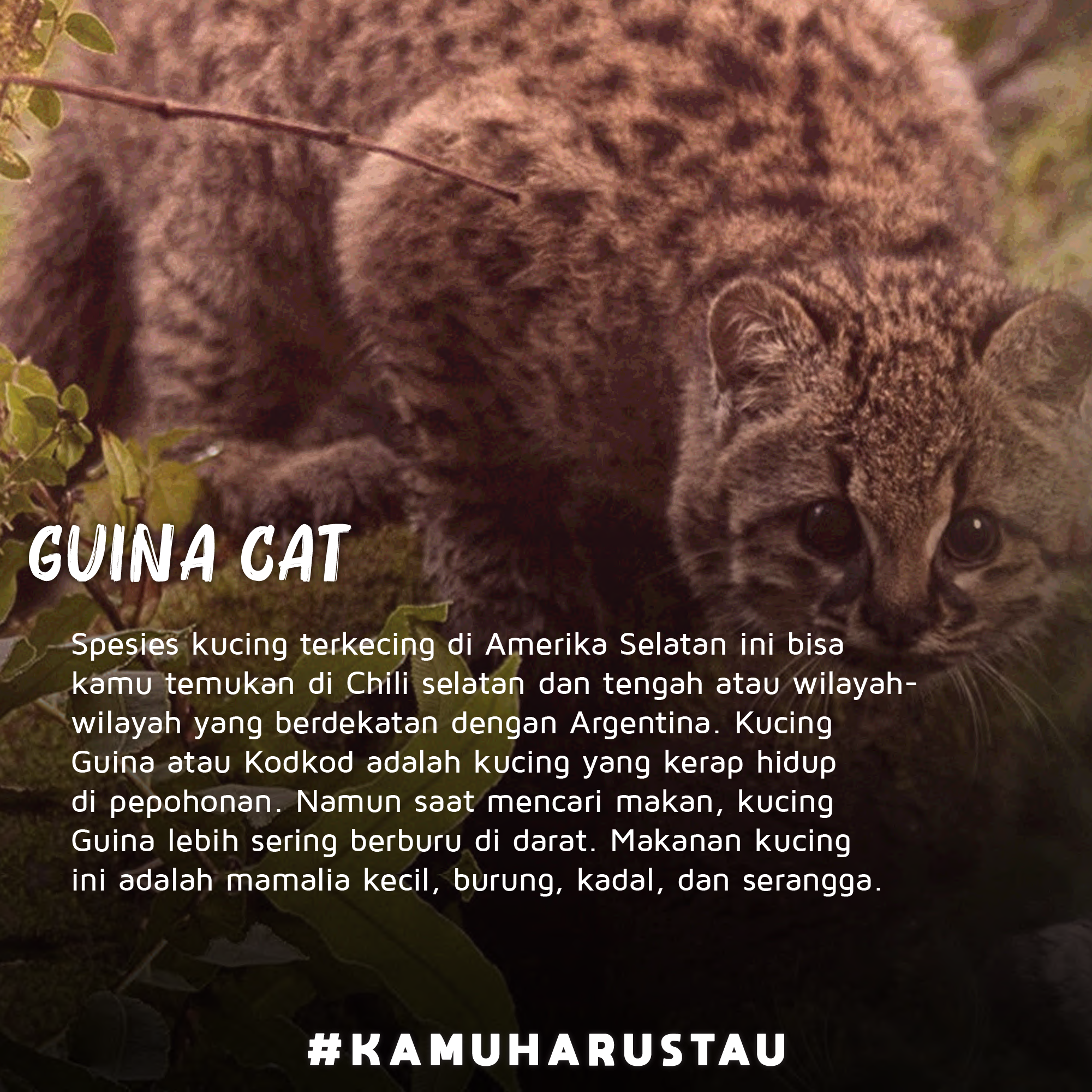 Kucing Liar yang Gak Kalah Lucu dari Kucing Rumahan  Indozone.id