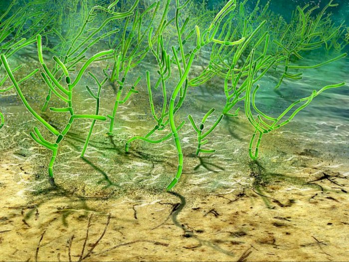 Peneliti Temukan Fosil Rumput Laut Tertua Berusia 1 Miliar Tahun