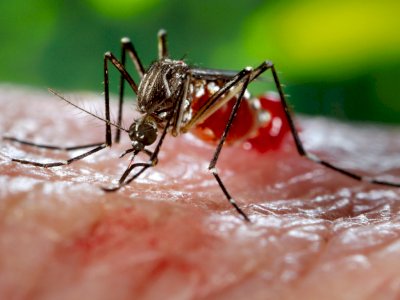 Penyakit Chikungunya, Virus yang Ditularkan Melalui Nyamuk