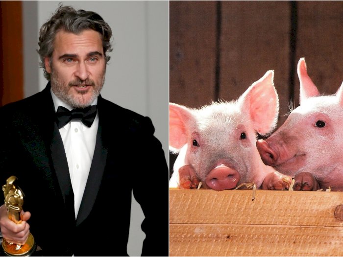 Joaquin Phoenix Garap Film Dokumenter Soal Perasaan Babi