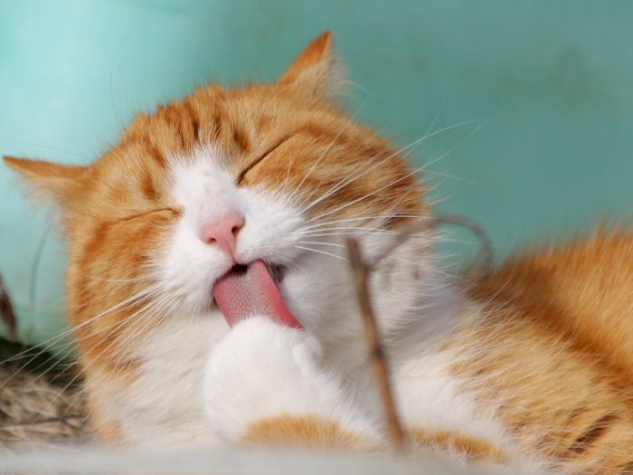 Ketahui 6 Bahasa Tubuh Kucing Biar Nggak Salah Arti
