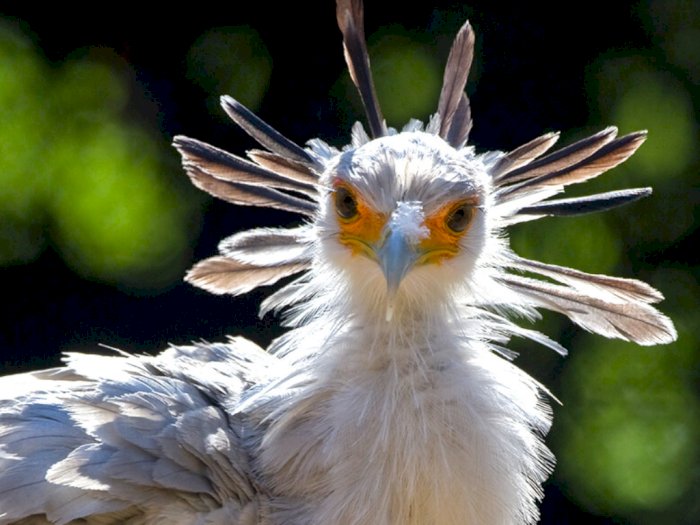 Secretary Bird, Burung Cantik nan Anggun dari Benua Afrika