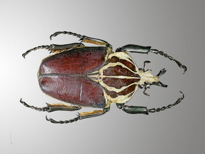  Kumbang Goliath, Serangga Terbesar di Hutan Tropis Afrika