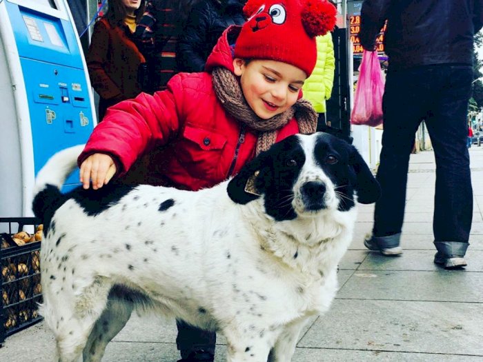 Keren! Anjing Ini Bantu Anak-anak Sekolah Sebrangi Jalan