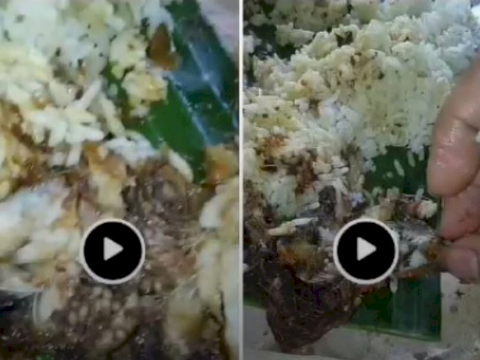 Viral di Medsos, Nasi Lauk Lele Berbelatung di Medan