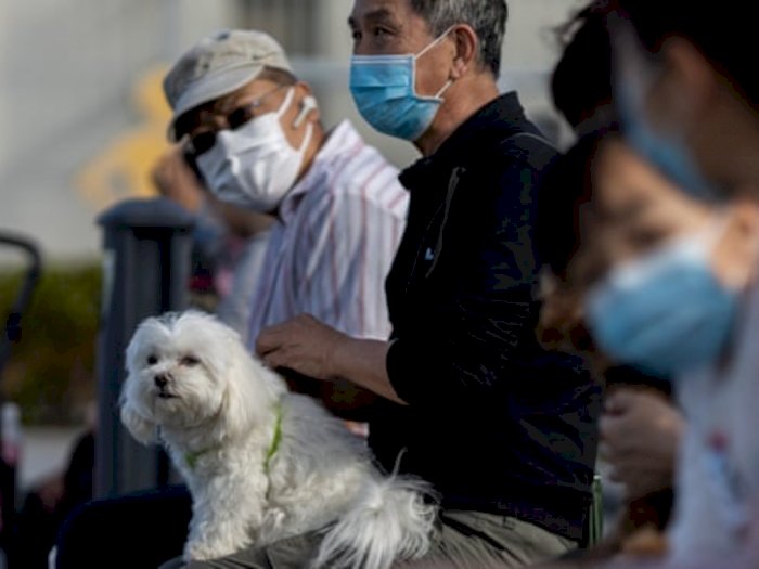 Anjing Peliharaan di Hong Kong Positif Terinfeksi Virus Corona