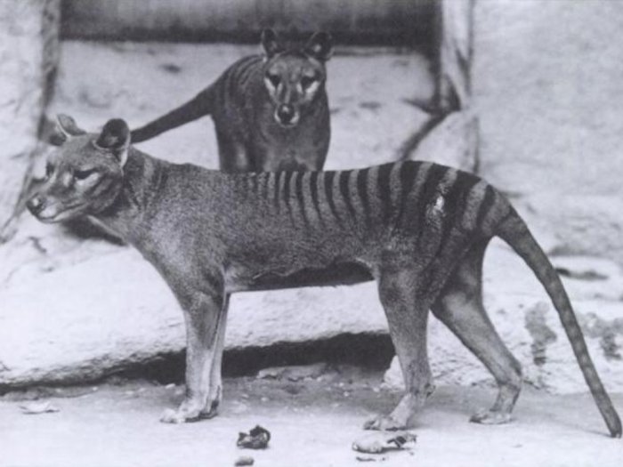 Harimau Tasmania, Harimau Unik yang Punah di Abad ke-20
