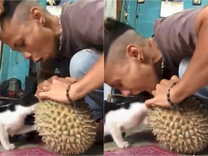 Aksi Menggemaskan Kucing yang Nggak Sabar Ingin Makan Durian