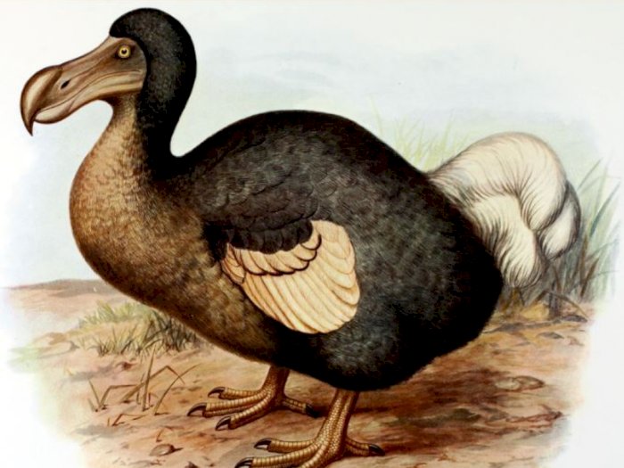 Kisah Punahnya Burung Dodo, Spesies Burung yang Tidak Dapat Terbang 